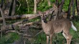 Ohio's problem: Too too many deer, but not enough hunting to control the population