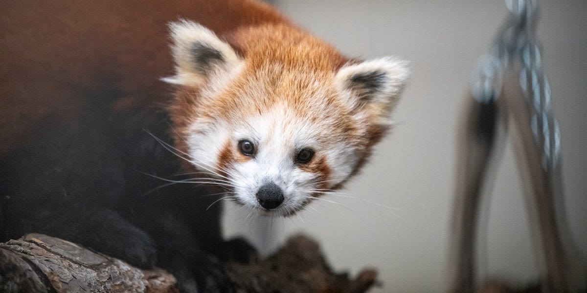 Zoo mourns sudden death of red panda