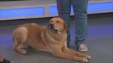 Furry Friends Friday: Meet Noah, a dog up for adoption