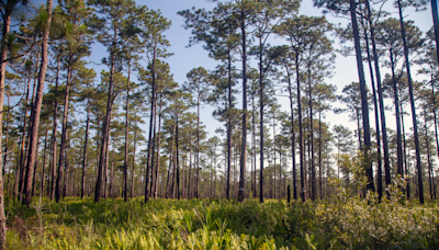 Cooper unveils $421M grant for conservation, restoration