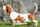 Basset Hound