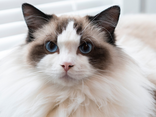 Ragdoll Cat's Fluffy 'Glow-Up' After 8 Months Out of Shelter Is Incredible