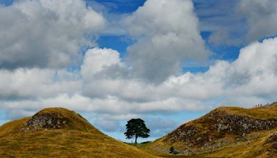 Everything we know one year on from the Sycamore Gap felling | ITV News