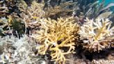 Científicos: Arrecifes de coral de Florida ya están decolorándose por altas temperaturas récord
