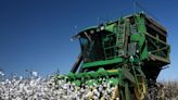 Vidalia Mills Finds A Better Way To Grow And Trace Hybrid Pima Cotton