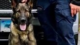 K9 Roso, el perro policía y el trágico momento que lo separó de su manejador