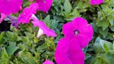 Brevard gardening in December: What to plant, what to prune, when to mow | Sally Scalera