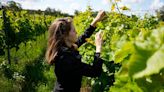 Vino sueco: el calentamiento global desplaza los viñedos europeos hacia el norte