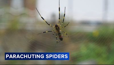 Giant, 'flying' Joro spiders spreading on the East Coast this summer: What to know