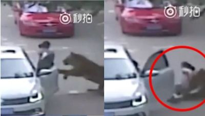 中國女子野生動物園開門下車害老母遭老虎咬死 486先生貼影片再引熱議