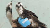 Three Rivers Avian Center takes in injured Osprey