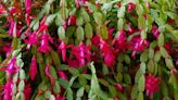 How to Get a Christmas Cactus to Bloom in Time for the Holidays