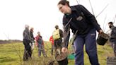 Secret planting operation boosts critically endangered Welsh shrub