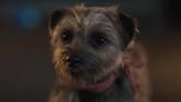 Will Ferrell, Jamie Foxx and Isla Fisher Are Foul-Mouthed Dogs in NSFW Strays Trailer