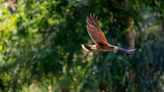 Search continues for hawk missing from Fresno zoo. ‘An extraordinarily rare occurrence’