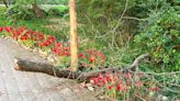 Fall is a benchmark time to care for North Texas gardens. Here’s what you need to do.