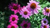 Tips for improving soil, colorful coneflowers and floppy hydrangeas