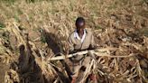 Drought Pushes Millions Into ‘Acute Hunger’ in Southern Africa