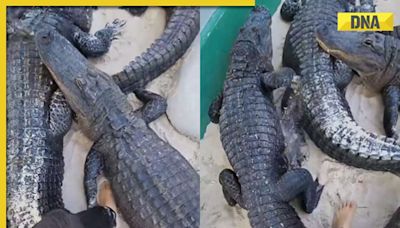 Viral video: Daredevil man walks barefoot among massive crocodiles, watch