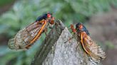 Noisy Summer Ahead for U.S. as Dueling Broods of Cicadas Emerge