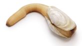 What's A Geoduck And How Should It Be Cooked?