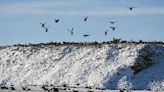 Commissioner proposes keeping 87-mile waterfowl hunting closure on Yellowstone River