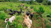 “Zaguatón” de medio año recolecta alimento para 1.800 perros de Territorio de Zaguates | Teletica