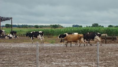 Tras el cierre del tambo en Rafaela, INTA aclaró que la evaluación de animales cruza seguirá en otra unidad