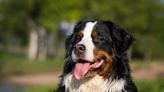 Bernese Mountain Dog's Love for the Family Cat Is Contagious