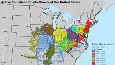 Cicada broods soon to emerge. Can we expect them in New York?