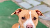 Meet the North Jersey adoptable pets of the week: Hazel and Eamon