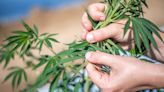 Intensive cannabis smokers outnumber heavy drinkers in US