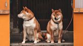 Missouri’s Humane Society Rescues 43 Starving Shiba Inus, Finds 9 Dog Carcasses