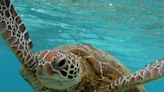 8 Children and One Adult Dead After Eating Sea Turtle Meat in Zanzibar