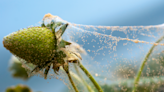 How to Get Rid of Spider Mites That Have Infested Your Garden or House Plants