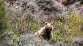 Bears threaten safety, livelihoods in Lahaul