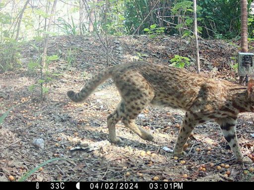 中市府救治收容野生動物後野放 審計處質疑違害本土種