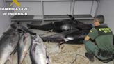 Interceptan en Cadiz casi una tonelada de atún rojo pescado de forma ilegal