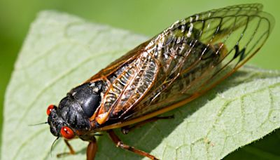 Feeling itchy? Tiny mites may bite humans more after cicada emergence