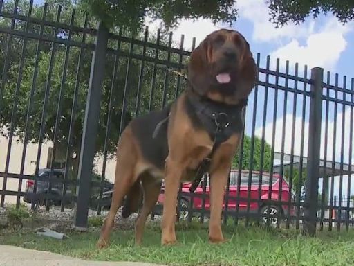 Leander FD K9 will soon have custom bulletproof vest thanks to donation