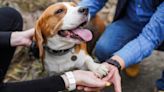 State Senator Creigh Deeds Reunites With Lost Beagle