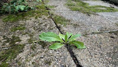 65p supermarket staple that outperforms baking soda and vinegar in killing weeds