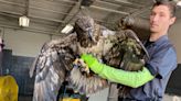 Indianapolis Animal Care Services rescues, rehabilitates bald eagle