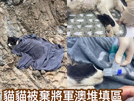 虛弱貓貓被遺棄將軍澳堆填區 嚴重肺積水正搶救中 - 香港動物報 Hong Kong Animal Post