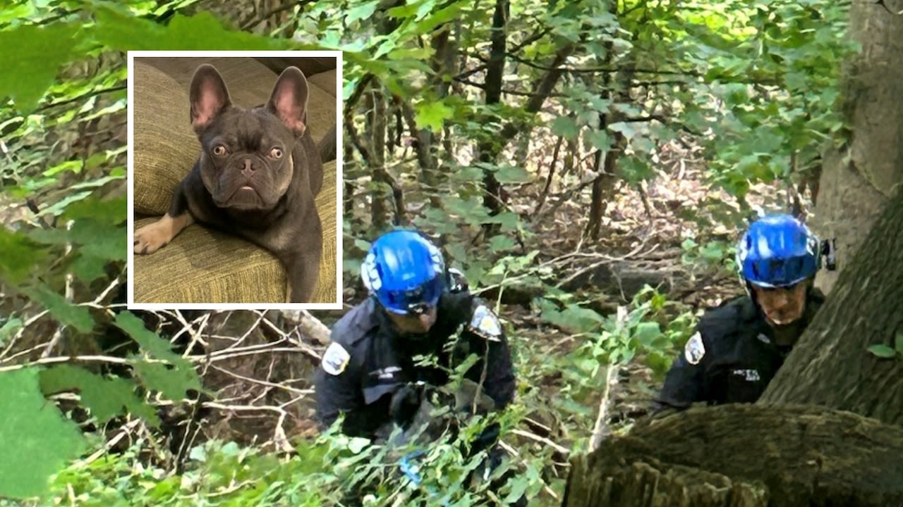 French bulldog ‘Klipse’ rescued after 40-foot fall from N.J. park cliff