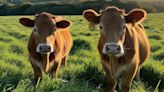 Descubren un caso de la 'enfermedad de las vacas locas' en una granja de Escocia