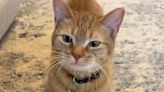 Viral 'I Go Meow' Cat Cala Dead at 12