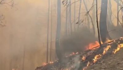 Estudio revela los daños que el humo de los incendios forestales causan al cerebro