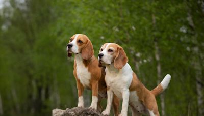 Curious Beagles Can't Get Enough of the View From a Mountaintop Gondola in Switzerland