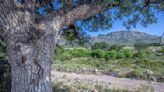 A rattlesnake that climbs trees; why that shouldn’t worry you